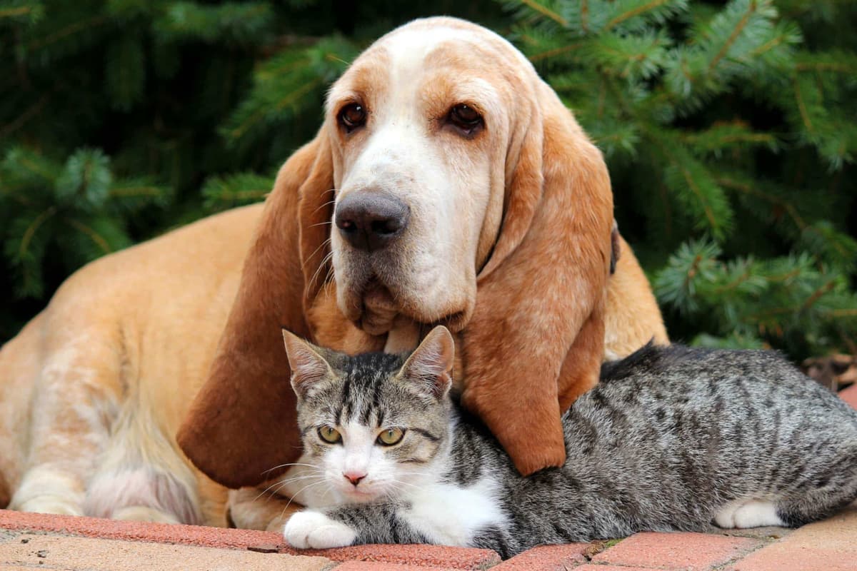 Cat and dog sitting next to each other