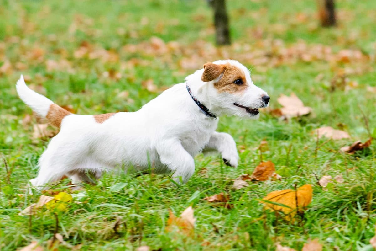 Dog Running